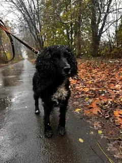 Lady, PS ab 21.12.25 in 40670 Meerbusch, ist ein hübsches Mädchen, noch dazu menschenorientiert