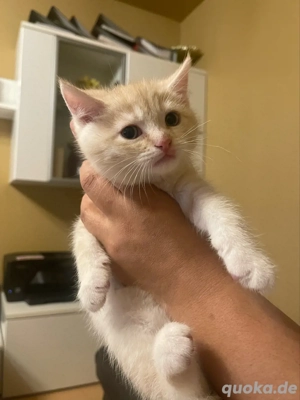 KITTEN suchen ein neues Zuhause