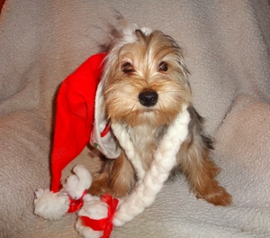 Yorkshire Terrier Welpen in liebevolle Hände abzugeben