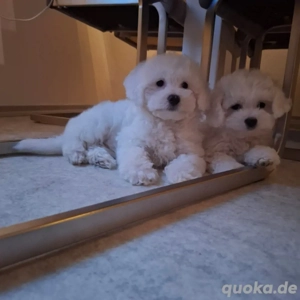 Süße Malteser Welpen