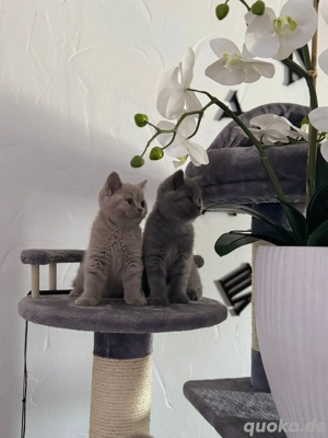 BKH Kitten Reinrassige  