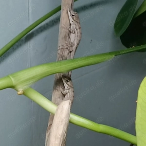 Anolis Leachii Nachzuchten