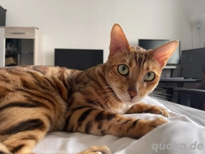 Bengal Kater Freddy sucht ein neues, tolles Zuhause