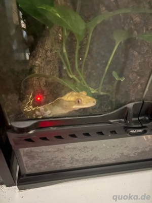 männlicher Kronengecko sucht neues Zuhause (+Terra möglich)