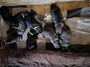 Ich biete Kaukasischer Owtscharka - Schäferhund Wepen zum Kauf an