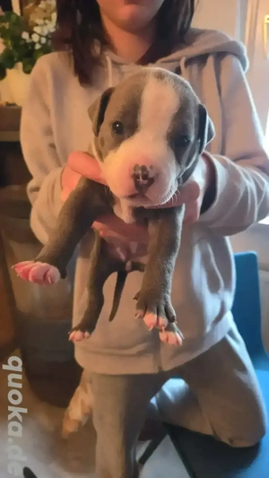 diese 4 OEB  Mix Mädels suchen noch ab Januar ein neues Zuhause   