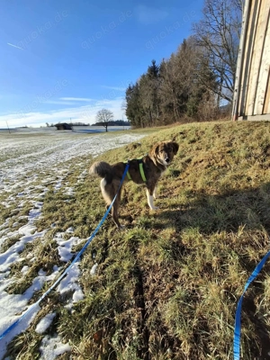 Asta - die bezaubernde 