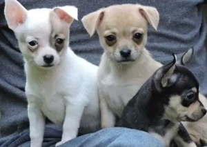 Chihuahua Welpen in KH und LH mit Ahnentafel