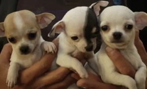 Chihuahua Welpen 