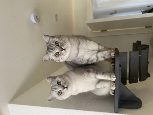 Britisch Kurzhaar, zwei Katzen, nur zusammen zu verkaufen 