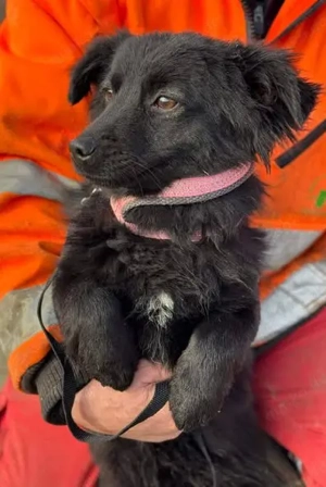 Kobold - süßer Winzling wartet in Rumänien