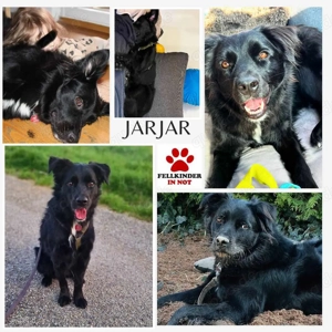 junger freundlicher Hütehund Mischlings-Rüde JarJar sucht ein liebes Zuhause