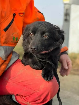 Kobold - süßer Winzling wartet in Rumänien