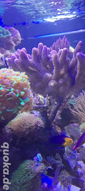 XXL Stylophora Milka Korallen meerwasser 