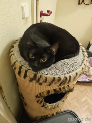 Suche neues zu Hause