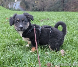 Kleine Polina(4 Mon, 20 cm) sucht Kuschelflat