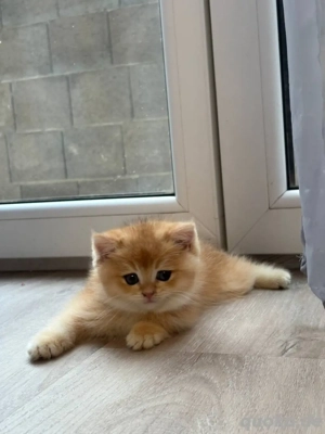 Zauberhafte Britisch Kurzhaar Kätzchen in Golden Shaded, shell abzugeben BKH