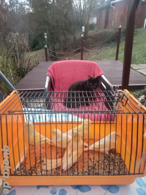 Kanarienvögel Mosaik 