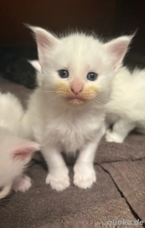 Wunderschöne Maine Coon Babys, die Ihr Herz erobern!
