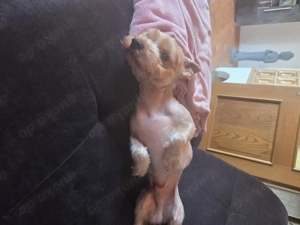 Yorkshire Terrier männlich