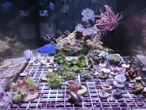 verschiedene Korallen und Zoanthus abzugeben Meerwasser