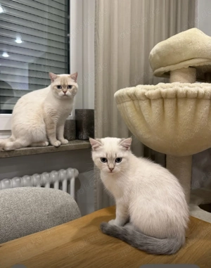 BKH Kitten mit Stammbaum 