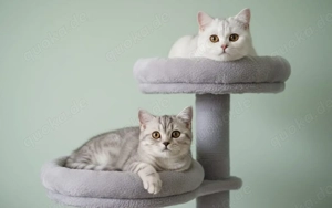 Zwei wunderschöne BKH Katerchen aus guter Zucht suchen ein neues Zuhause