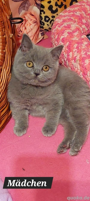 Bkh reinrassig Bkh Siam Mix 