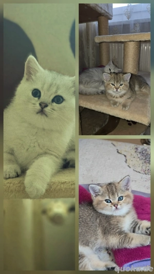  BKH Kitten mit Stammbaum,Impfpass 