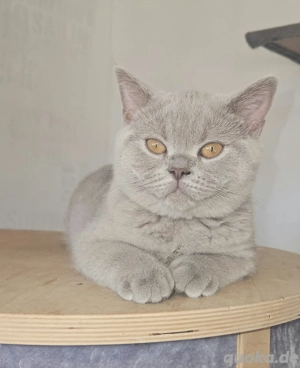 BKH lilac, komplett geimpft