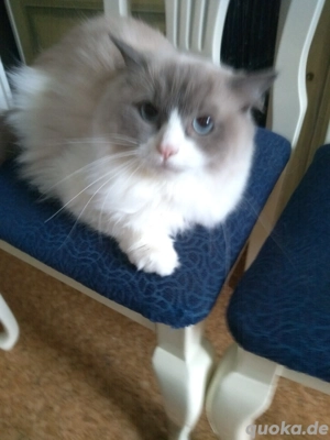 süße Ragdoll Katze 