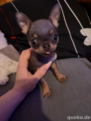 Chihuahua rüde teacup 