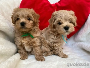 Maltipoo mini welpen