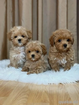 Maltipoo mini welpen