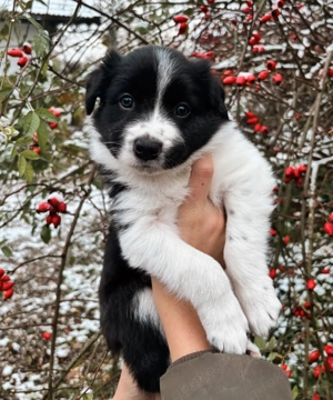 Border Collie Welpen mit Papieren