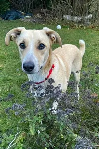 Ginny sucht ein Zuhause