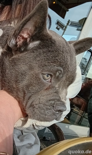 Französische bulldogge mix