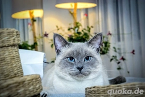 Deckkater Decken Siam Blue Point Bild 4