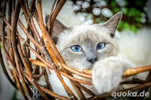 Deckkater Decken Siam Blue Point Bild 5