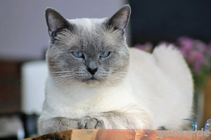 Deckkater Decken Siam Blue Point Bild 3
