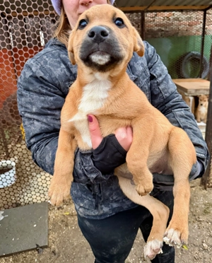 Steve, z. Zt. in Ungarn, ist ein typischer Welpe. Bild 5