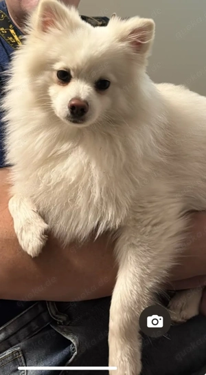 Verkaufe meinen Rüden Kastriert 1,5 Jahre jung wegen meiner fortgeschrittenen Krankheit 