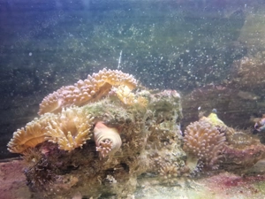 Kupferanemonen zu verkaufen