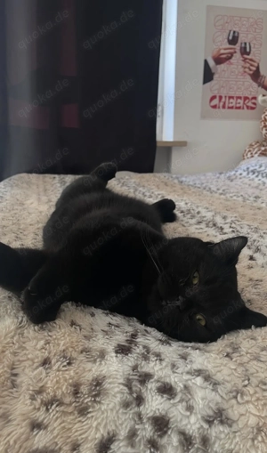 Bkh Kater 2 jahr alt 