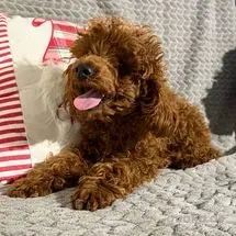 Einmaliger roter Pudel-Seelenverwandter wartet   