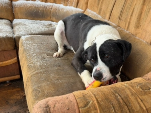 Timothy, z.Zt. in Ungarn, ist eher unscheinbar, dabei ist er ein ganz toller Kerl