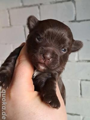 Zauberhafte Yorki Welpen mit Ahnentafel 