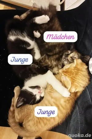 Zauberhafte BKH-MIX Kätzchen suchen ein liebevolles Zuhause
