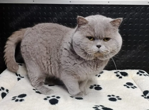 Reinrassiger BKH Deckkater Blutgruppe:A