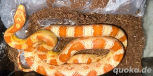 Kornnatter 0.1 Weibchen 1,5 Jahre Tausch möglich